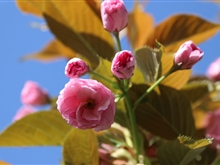 學院春花爛漫時（一）