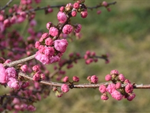 春暖花開